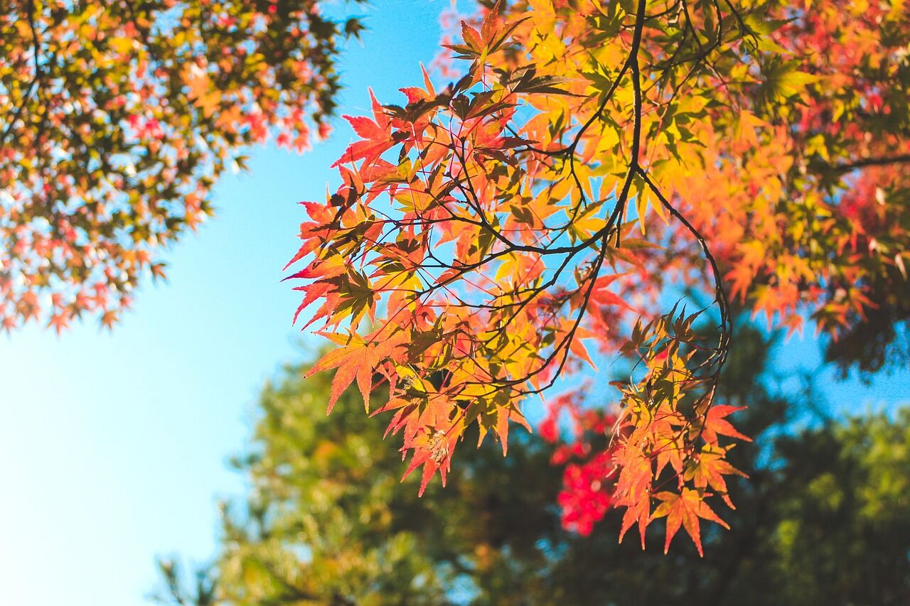 autumn-5910154_1280.jp