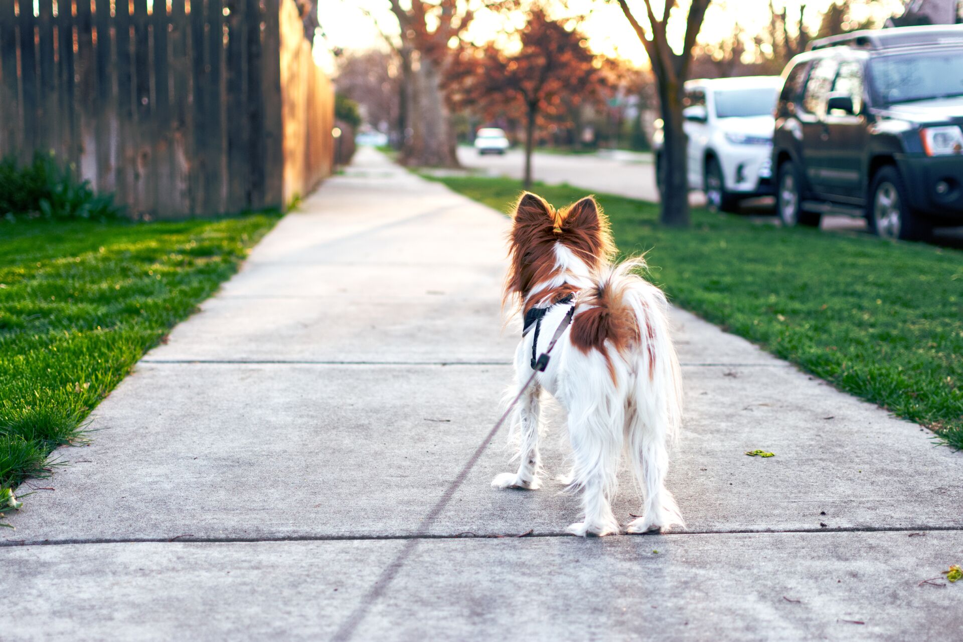 clarkdonald413-dog-4259565.jp